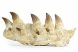 Fossil Mosasaur (Thalassotitan) Jaw Section with Teeth - Morocco #359484-1